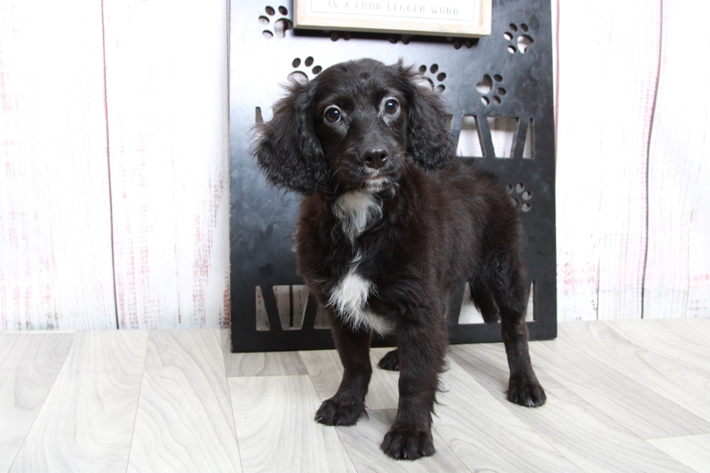Dior - Cutest Tri Female Cavapoo Puppy