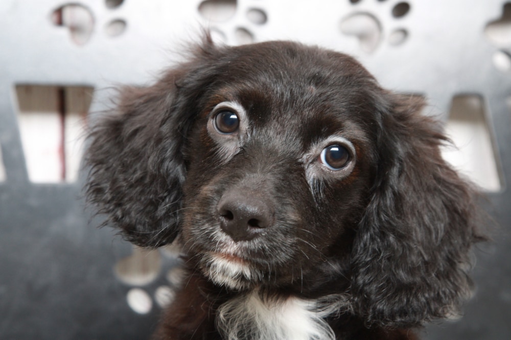 Dior - Cutest Tri Female Cavapoo Puppy - Image 3