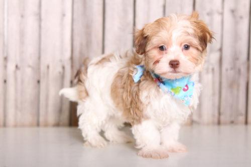 Havanese