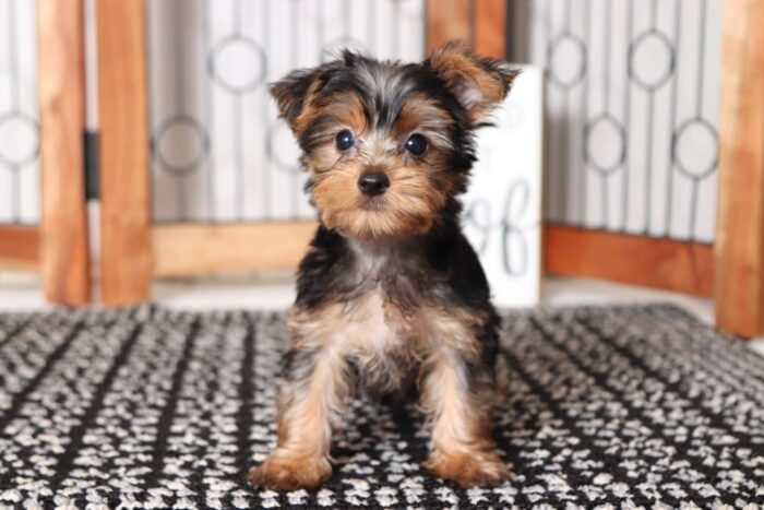 Diva  - Darling Little ACA Female Yorkie