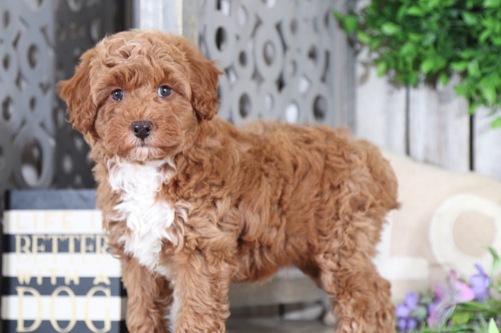 teacup aussiedoodle