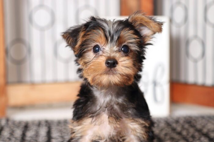 Diva  - Darling Little ACA Female Yorkie - Image 2