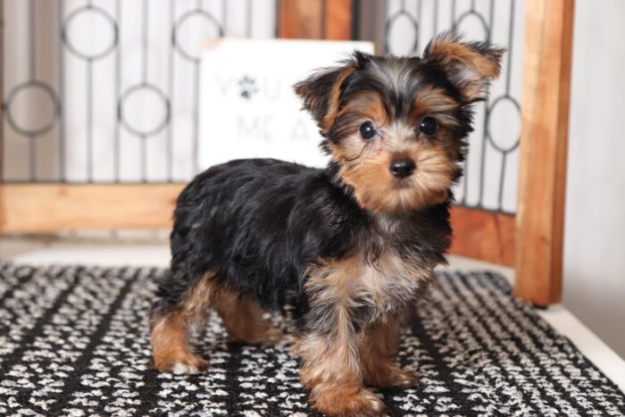 Diva  - Darling Little ACA Female Yorkie - Image 3
