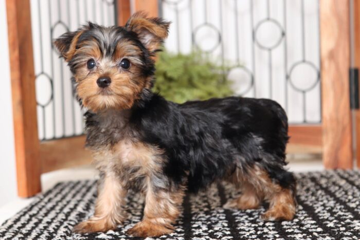 Diva  - Darling Little ACA Female Yorkie - Image 4