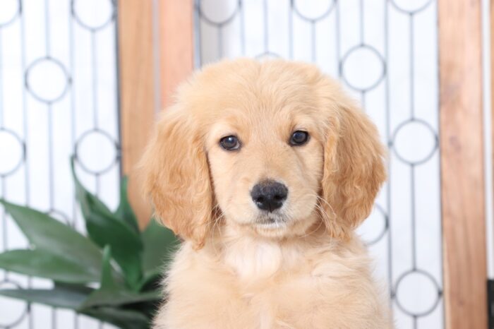 dixie2-1-2.jpg