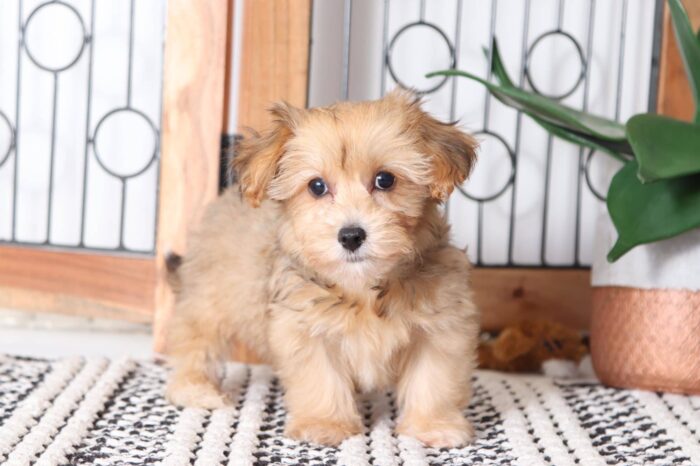 Dixon - Playful Little Male Yorkie-Poo Puppy