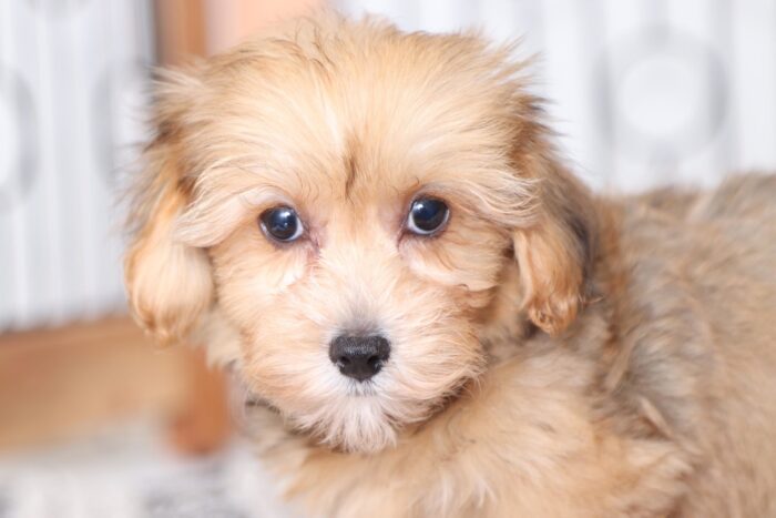 Dixon - Playful Little Male Yorkie-Poo Puppy - Image 2