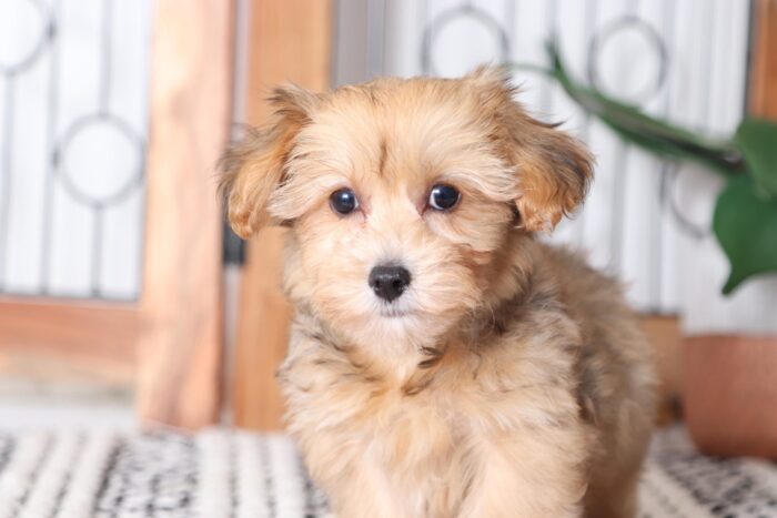 Dixon - Playful Little Male Yorkie-Poo Puppy - Image 3