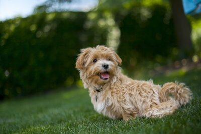 Maltipoo outside