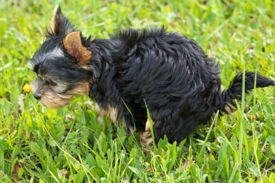 dog pooping blood