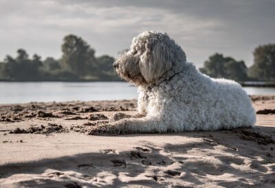 Goldendoodle Lying Down on the beach