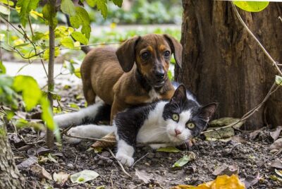 Dachshund with cat playing