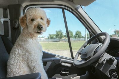 Goldendoodle driving