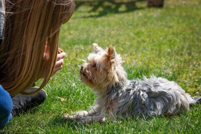 woman teaching yorkie