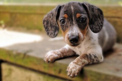 Dapple Dachshund laying down