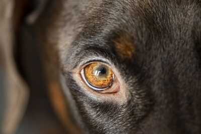 brown dog eyes