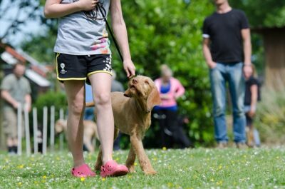 trainer teaching dog