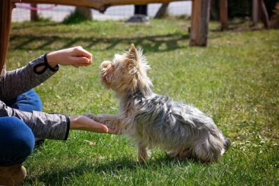 woman teaching her yorkie