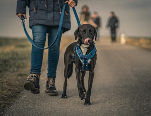 2024’s Ultimate Dog Leash Selection Guide: Empower Your Pup’s Walks