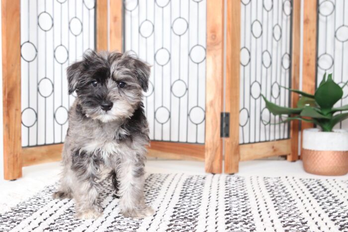 Doris - Gorgeous Blue Merle Female Snorkie Puppy - Image 5
