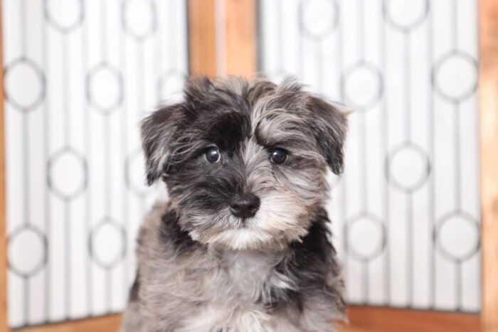 Doris - Gorgeous Blue Merle Female Snorkie Puppy - Image 2