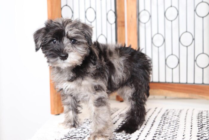 Doris - Gorgeous Blue Merle Female Snorkie Puppy - Image 3