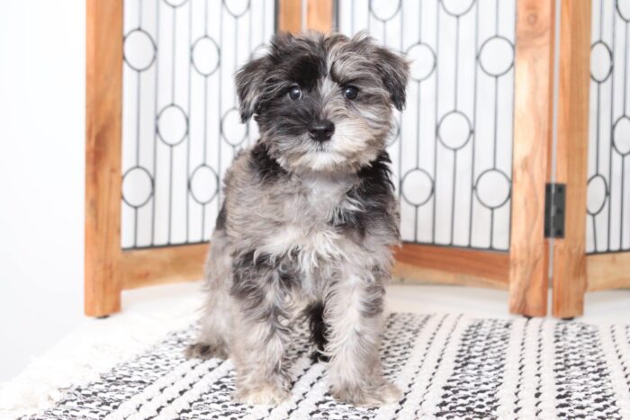Doris - Gorgeous Blue Merle Female Snorkie Puppy