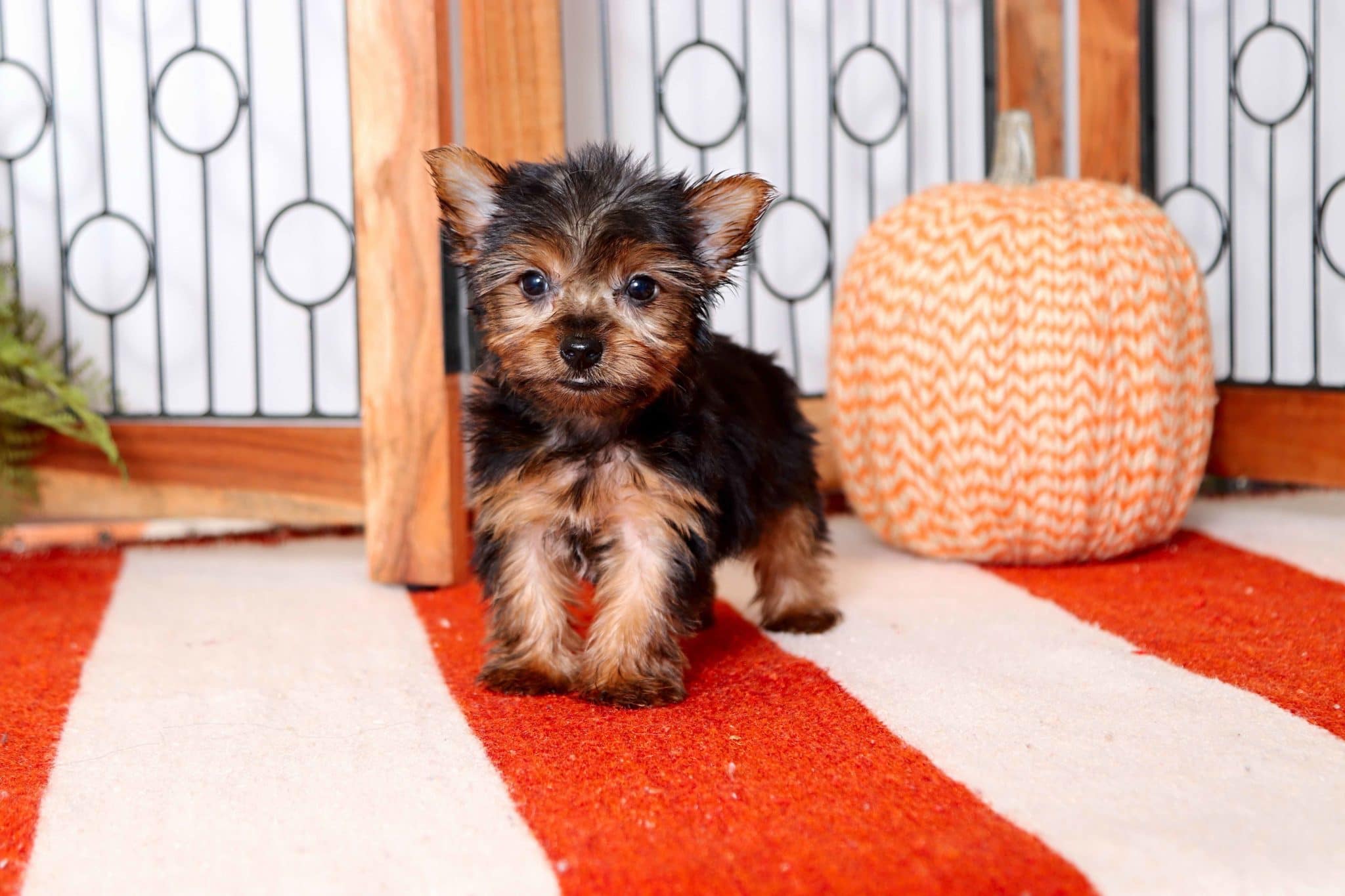 Dory - Stunning Little Toy ACA Female Yorkie Puppy