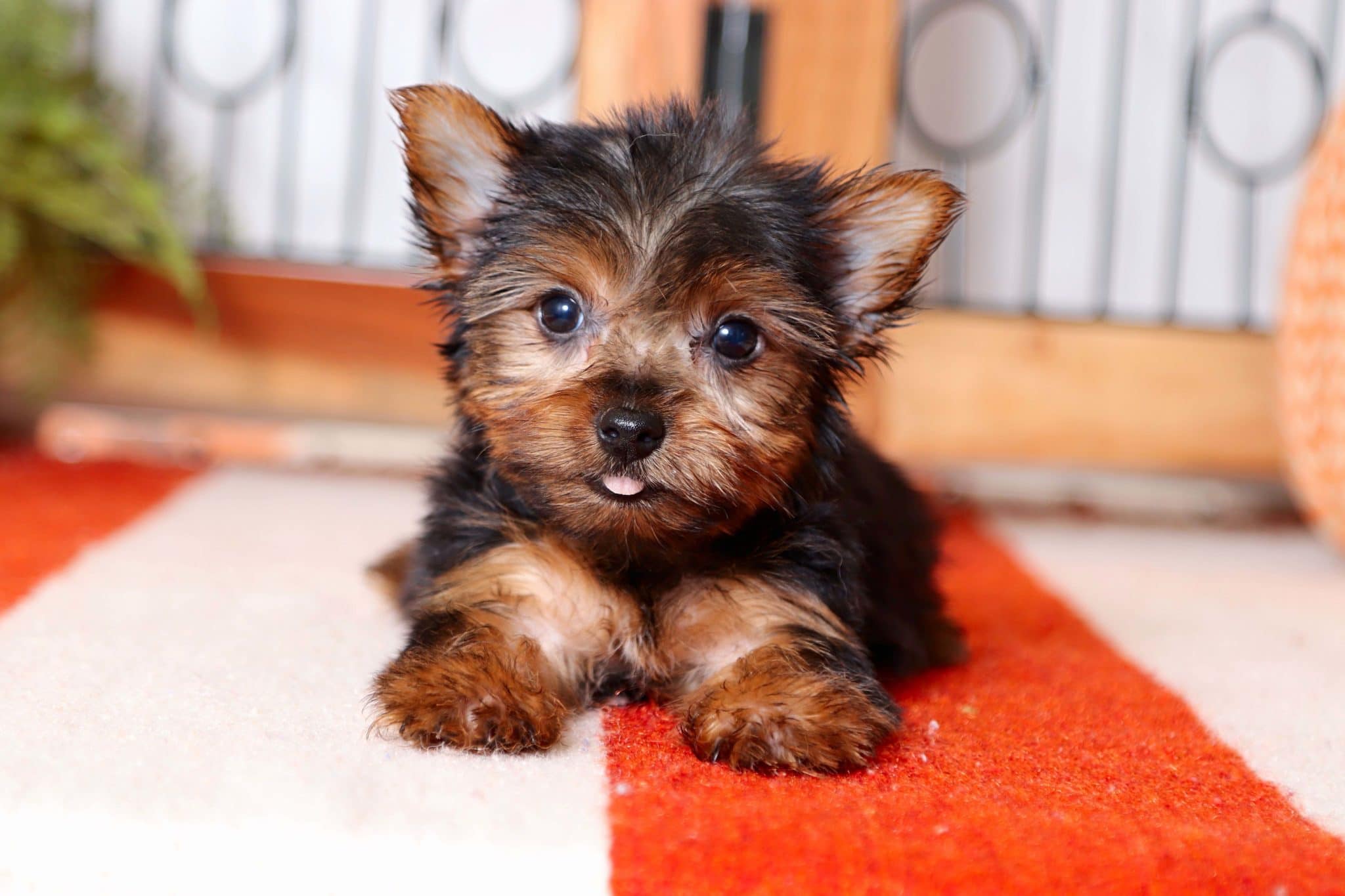Dory - Stunning Little Toy ACA Female Yorkie Puppy - Image 2
