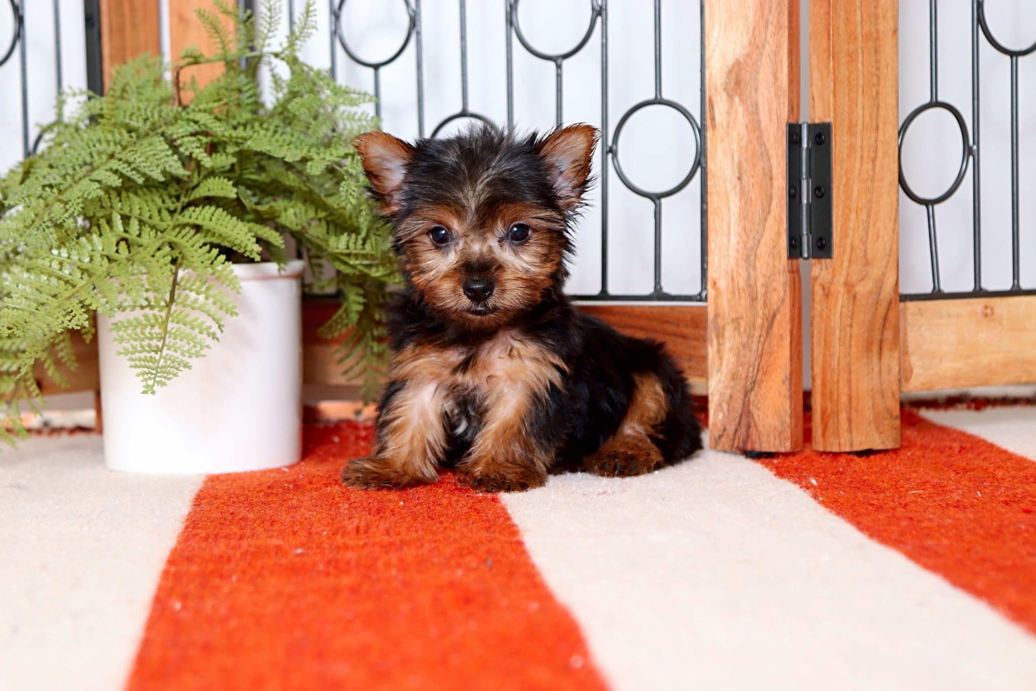 Dory - Stunning Little Toy ACA Female Yorkie Puppy - Image 3