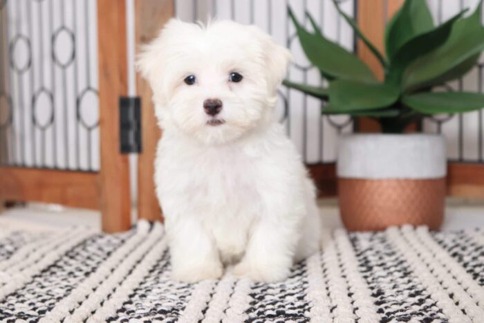 Dot - Loving Male ACA Maltese Puppy