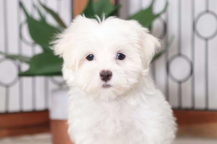Dot - Loving Male ACA Maltese Puppy - Image 2