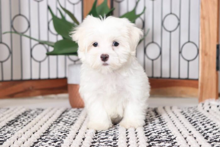 Dot - Loving Male ACA Maltese Puppy - Image 3