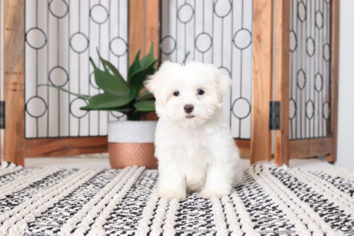 Dot - Loving Male ACA Maltese Puppy - Image 4