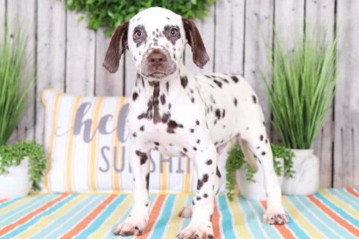 Dots - Handsome Liver-colored Dalmatian