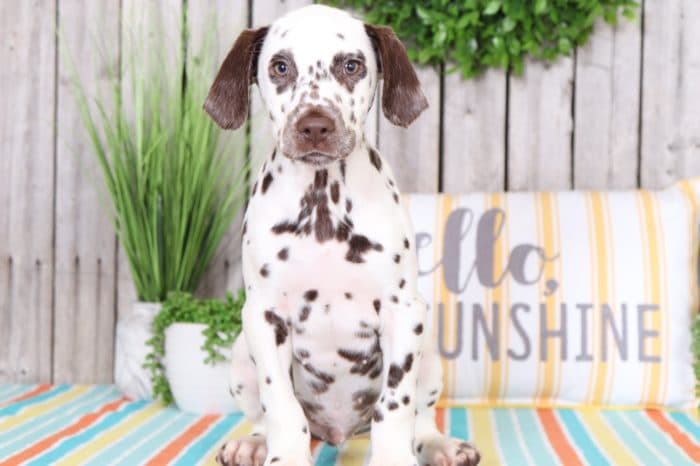 Dots - Handsome Liver-colored Dalmatian - Image 2