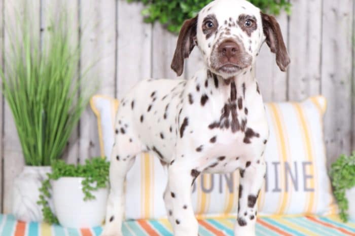 Dots - Handsome Liver-colored Dalmatian - Image 3