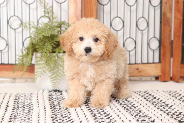dottie1-2-scaled-1.jpg