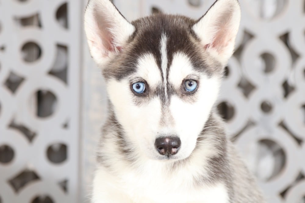 Dottie - Spunky Husky - Image 2