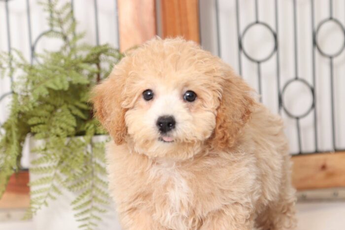 dottie2-2-scaled-1.jpg