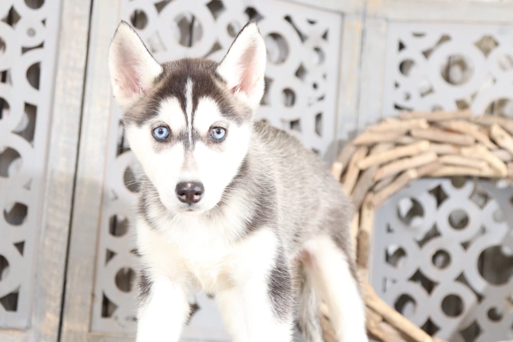 Dottie - Spunky Husky - Image 3