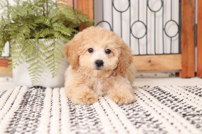 dottie4-1-scaled-1.jpg