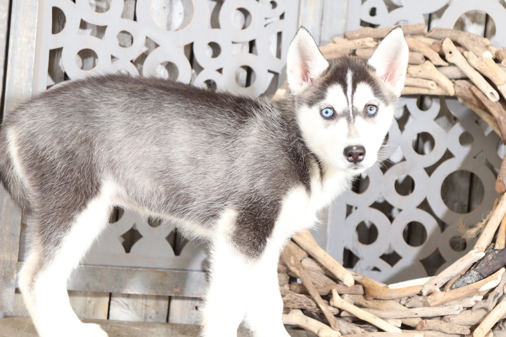 Dottie - Spunky Husky - Image 4