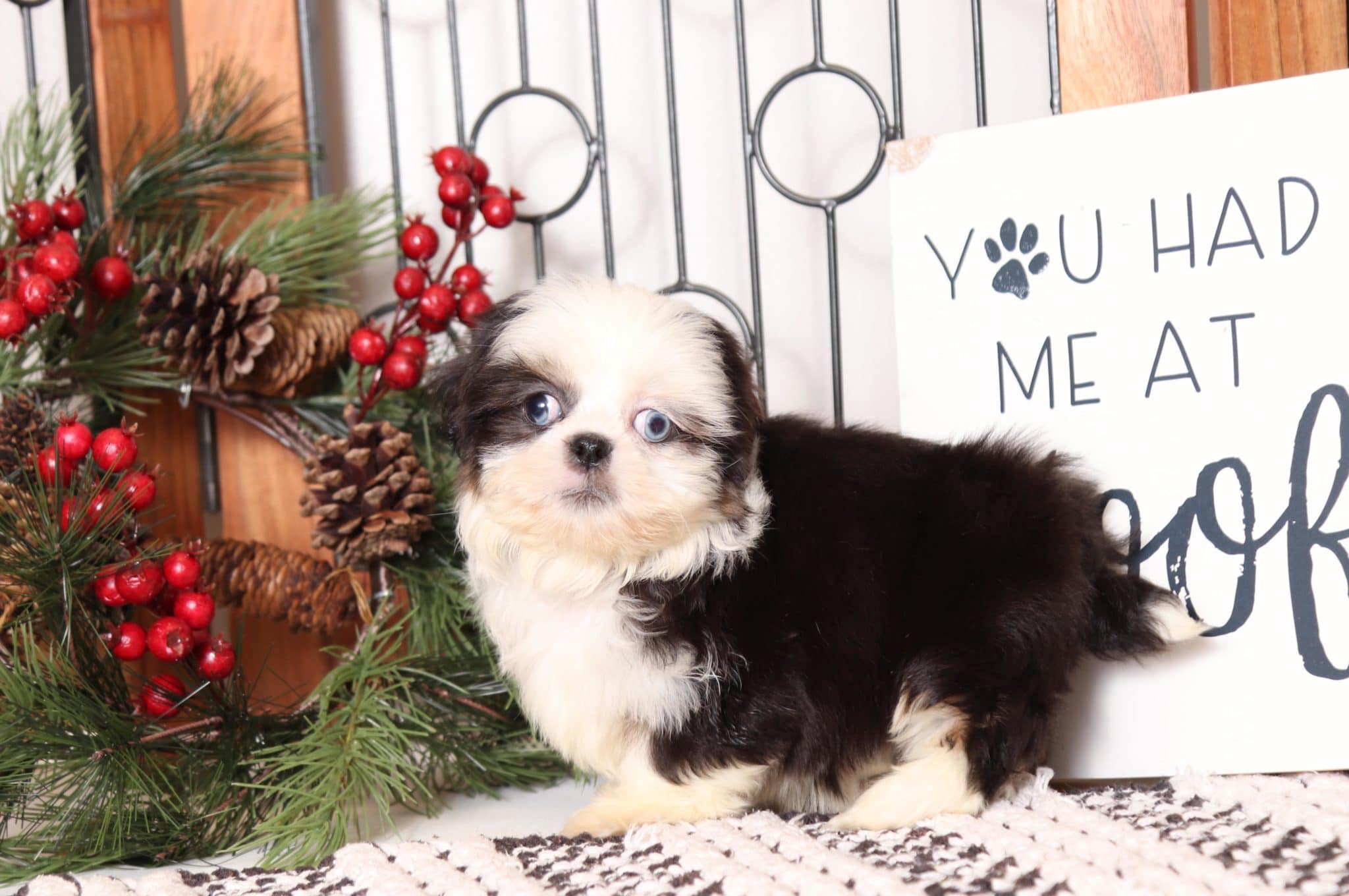 Doug - Handsome Male ACA Shih Tzu Puppy - Image 4