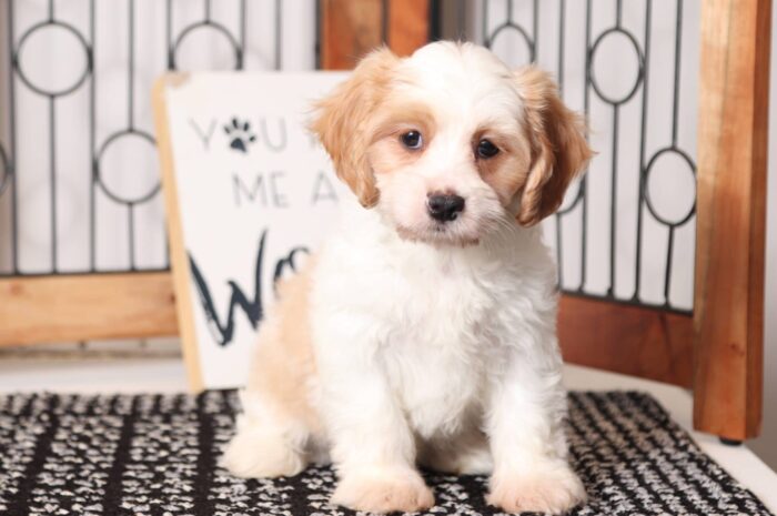 Dozer - Dapper Male Cavachon Puppy