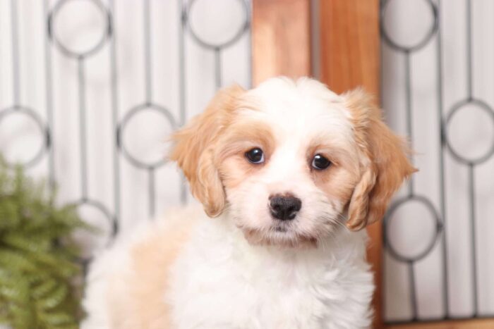 Dozer - Dapper Male Cavachon Puppy - Image 2