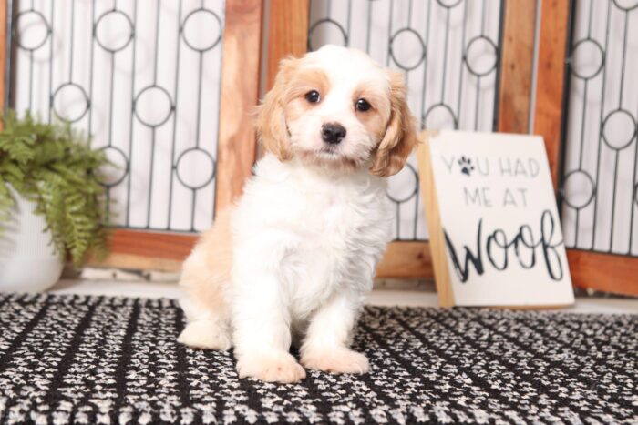 Dozer - Dapper Male Cavachon Puppy - Image 3