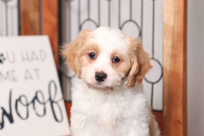 Dozer - Dapper Male Cavachon Puppy - Image 4