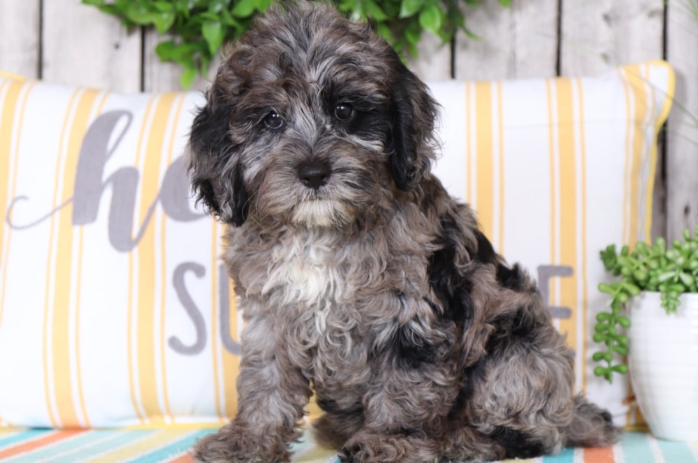 blue merle cockapoo for sale