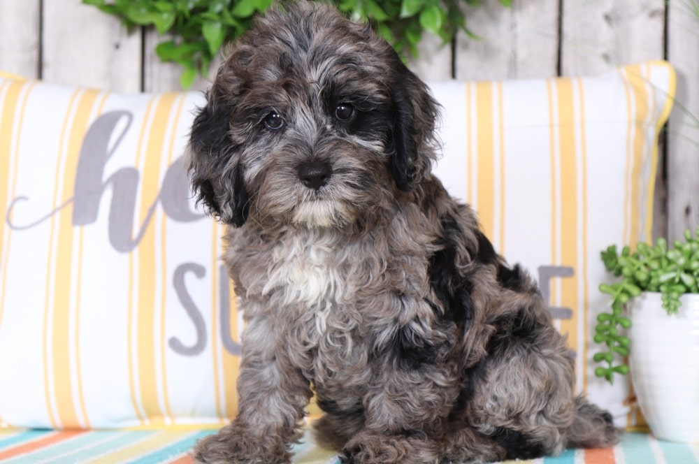 merle cockapoo for sale